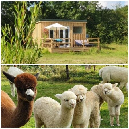 Dartmoor Reach Alpaca Farm Heated Cabins 5 Mins Drive To Dartmoor 보비트래시 외부 사진