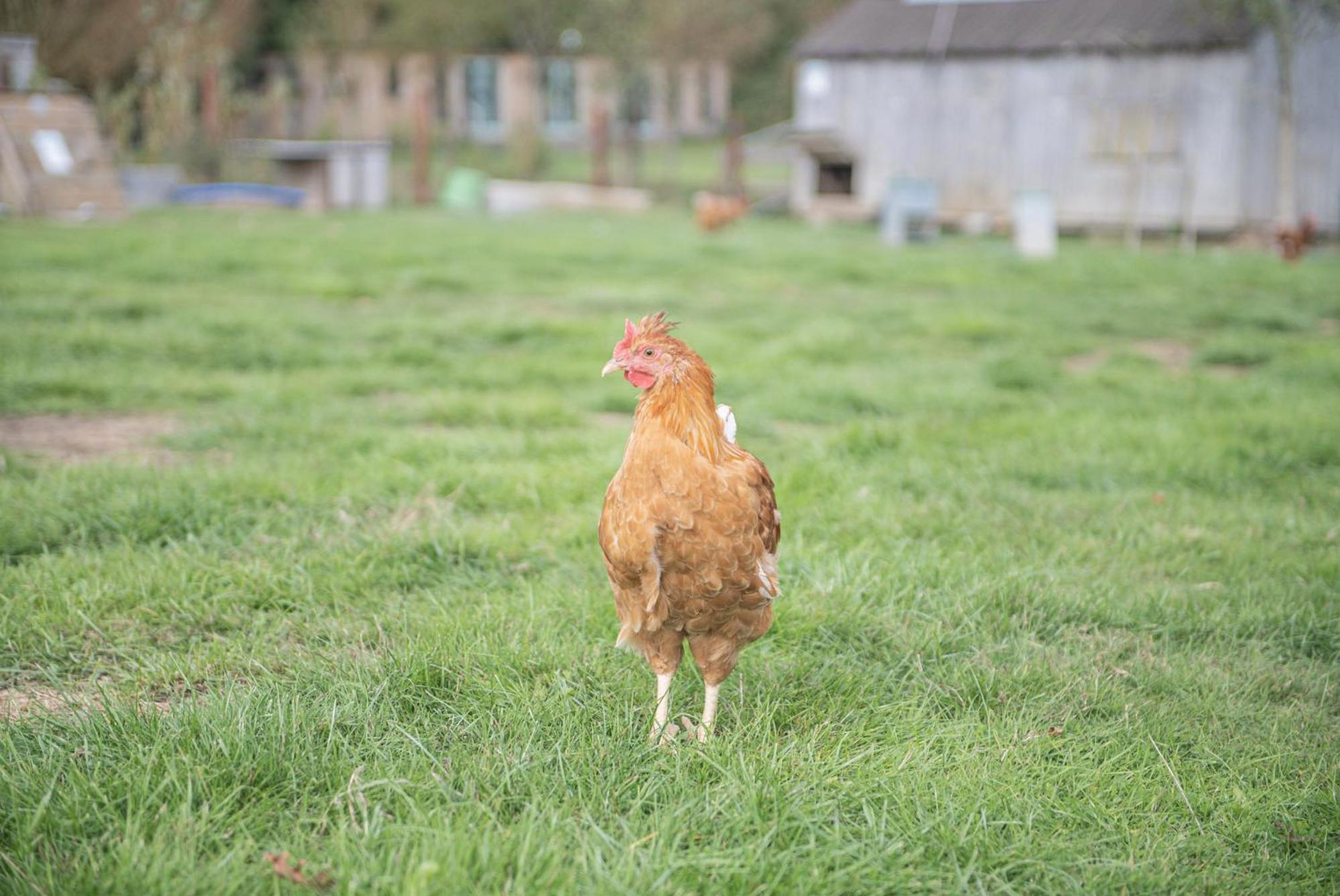 Dartmoor Reach Alpaca Farm Heated Cabins 5 Mins Drive To Dartmoor 보비트래시 객실 사진